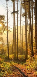 Golden sunrise through tall trees in a tranquil forest path.