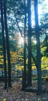 Forest with sunlight streaming through trees.