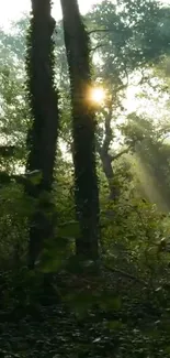 Sunlight filtering through tall forest trees.