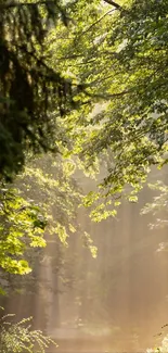 Mobile wallpaper with sunlight through a green forest canopy.