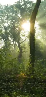 Sunlight streaming through lush forest trees creating a serene green ambiance.