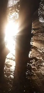 Sunlight streaming through forest trees, creating a serene and peaceful atmosphere.