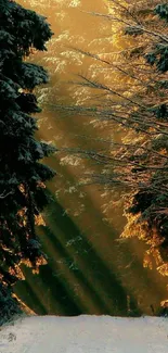 Sunlit forest path with snow-dusted trees at sunrise.