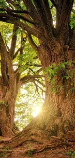 Beautiful forest view with sunlight filtering through trees.