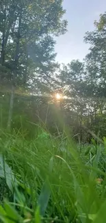 Green grass and trees with sun shining through the forest.