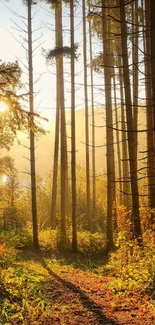 Serene forest path with golden sunlight filtering through trees.