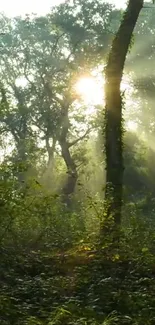 Sunrise filtering through lush green forest trees.