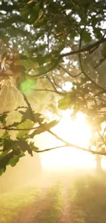 Serene sunrise through forest branches, creating a calming natural ambiance.