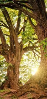 Serene forest at sunrise with sunlight filtering through trees.