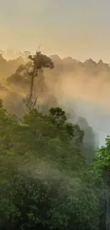 Tranquil sunrise over lush green forest with misty mountains.