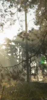 Sunlight streams through forest trees creating a serene morning scene.