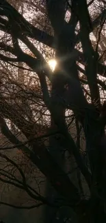 Sunlight breaking through tree branches in a serene forest setting.