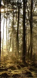 Sunlit forest with sunbeams filtering through tall trees creating a serene atmosphere.