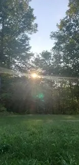 Sunset through forest trees with green grass.