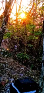 Calm forest scene with sunset glow through trees, featuring dappled light.