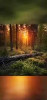 Serene forest at sunset with sun rays shining through the trees.