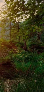 A serene forest setting at sunset with lush greenery and a calm stream.