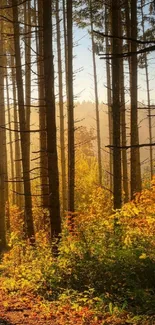 Peaceful forest path with sunset glow and autumn leaves