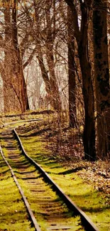 A winding forest track under tall, leafless trees in springtime.