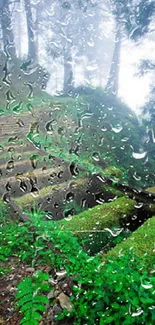 Misty forest trail with lush green foliage and serene ambiance.