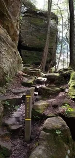 A tranquil forest trail with lush greenery and rocky path under a canopy of trees.