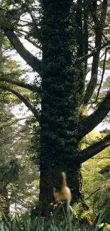 Tall tree surrounded by lush green forest foliage.