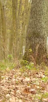 Calm forest scene with tree trunk and lush foliage.