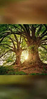 Majestic tree in forest with sunlit leaves, creating a serene and tranquil scene.