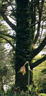 Majestic forest tree with lush greenery and dappled sunlight.