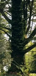 Lush green forest with a towering tree in natural sunlight.