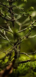 Close-up of small tree branches in a lush forest setting.