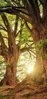 Majestic forest with towering trees and vibrant green foliage.