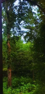 Serene forest view with iron gate at twilight.