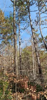 Serene forest with pine trees and blue sky wallpaper.