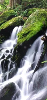 Lush green forest with cascading waterfall.