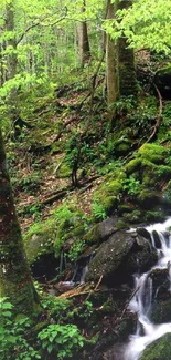 Serene forest waterfall with lush greenery and cascading waters on a mobile wallpaper.