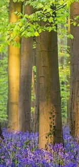 Sunlit forest with vibrant bluebells and green foliage.