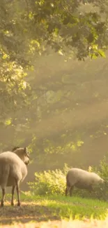 Forest scene with sheep grazing in dappled sunlight.