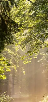 Sunlit forest path with lush green trees.