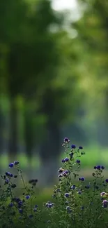 Serene forest with wildflowers in foreground.