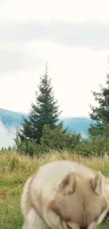 Wolf resting in a lush green forest with misty mountains in the background.