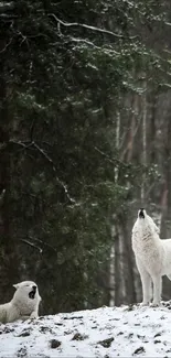 White wolves howling in a snowy forest.