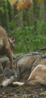 Tranquil wolves resting in a dense forest setting, nature wallpaper.