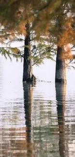 Reflective serene forest scene with trees and calm water.