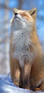 Serene fox basking in sunlight against a blue winter sky.