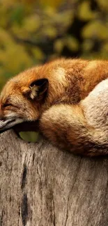 Sleeping fox on tree trunk amidst forest backdrop.