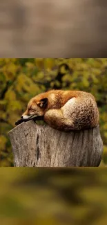 Fox resting on a tree stump with a golden autumn background.