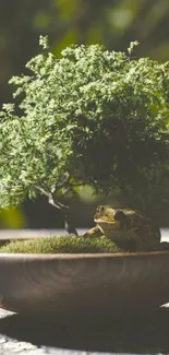 Frog under bonsai tree in wooden bowl.