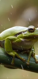 A serene green frog sitting on a branch during a gentle rainfall.