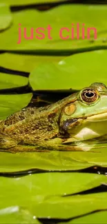 Frog on green lily pads with a white flower in serene pond setting.